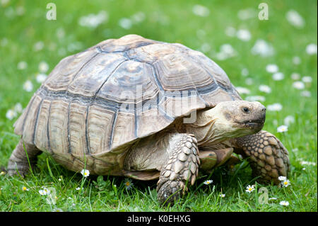 Afrikanische Sporn Oberschenkel Schildkröte, Geochelone sulcata, Captive, afrikanische Trieb oder Sulcata Schildkröte Schildkröte, bewohnt der südliche Rand der Sahara deser Stockfoto