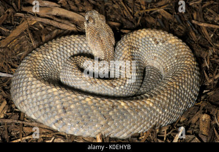 Aruba Klapperschlange, Crotalus durissus Unicolor, Karibik, finden sich nur auf der karibischen Insel Aruba, vor der Küste von Venezuela. Kritisch endangere Stockfoto