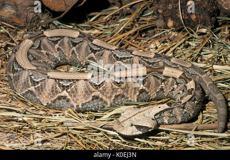 Aus okumen Viper Snake, Bitis gabonica, Westafrika, eine giftige Viper Arten, die in den Regenwäldern und Savannen Afrikas südlich der Sahara, der größten Mitgliedstaaten gefunden Stockfoto