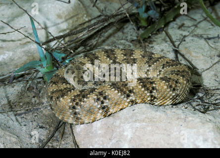 Gefleckte Klapperschlange, Crotalus mitchellii ist ein giftiges Bambusotter Arten im Südwesten der USA und im nördlichen Mexiko gefunden. Stockfoto