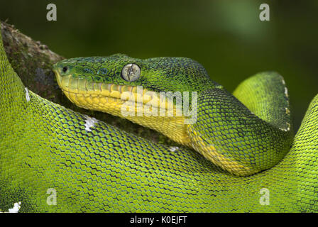 Emerald Tree Boa Schlange, Corallus caninus, Regenwälder Südamerikas, nachtaktiv, Fleischfresser, Porträt Stockfoto