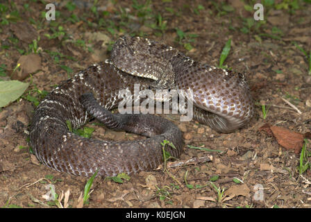 Uracoan Rattle Snake, durissus Crotalus vegrandis, fand nur in Venezuela in Südamerika, defensiv, aggressiv darstellen, markant, Lärm, laut, venem Stockfoto