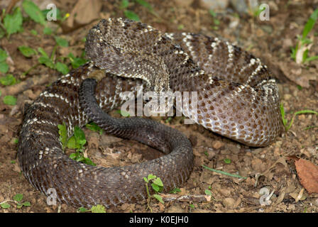 Uracoan Rattle Snake, durissus Crotalus vegrandis, fand nur in Venezuela in Südamerika, defensiv, aggressiv darstellen, markant, Lärm, laut, venem Stockfoto