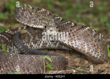 Uracoan Rattle Snake, durissus Crotalus vegrandis, fand nur in Venezuela in Südamerika, defensiv, aggressiv darstellen, markant, Lärm, laut, venem Stockfoto