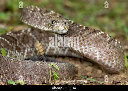 Uracoan Rattle Snake, durissus Crotalus vegrandis, fand nur in Venezuela in Südamerika, defensiv, aggressiv darstellen, markant, Lärm, laut, venem Stockfoto