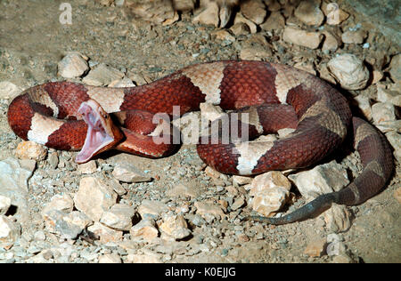 Trans-Pecos Copperhead Snake, Agkistrodon contortrix pictigaster, giftigen, venemous, den Mund offen zeigen Zähne Stockfoto