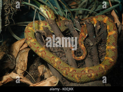 Wimpern Viper, Anolis schlegeli, Erwachsener, Regenwald, Urwald, Schlange, venemous, giftigen, kletternde, Stockfoto