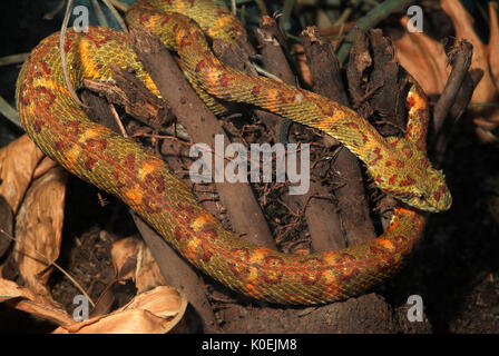 Wimpern Viper, Anolis schlegeli, Erwachsener, Regenwald, Urwald, Schlange, venemous, giftigen, kletternde, Stockfoto