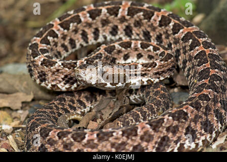 Schlanke Hog gerochene Pit Viper Snake, Porthidium ophryomegas, Mittelamerika, giftige, pitviper, Porträt Stockfoto