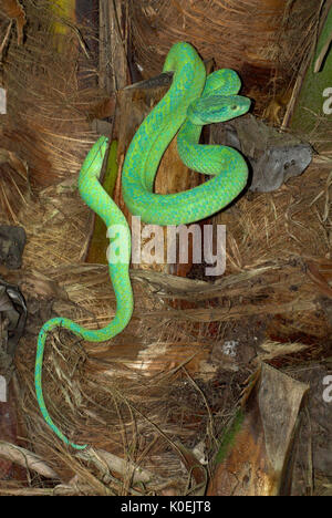 Honduranische Palm Pit Viper Snake, Anolis Marchi, Grün und relativ schlank mit einem Greifschwanz, Honduras und Guatemala, venemous, Spule Stockfoto