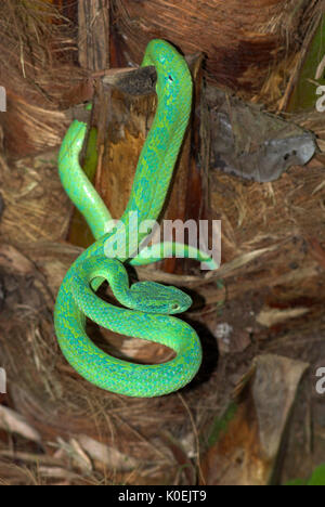 Honduranische Palm Pit Viper Snake, Anolis Marchi, Grün und relativ schlank mit einem Greifschwanz, Honduras und Guatemala, venemous, Spule Stockfoto