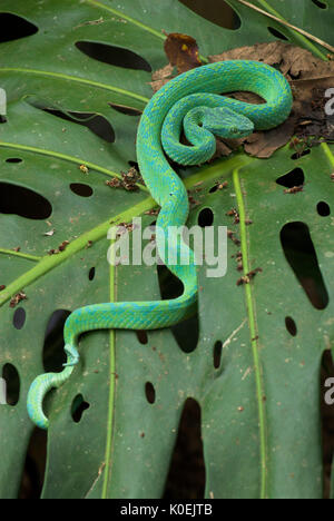 Honduranische Palm Pit Viper Snake, Anolis Marchi, Grün und relativ schlank mit einem Greifschwanz, Honduras und Guatemala, venemous, Spule Stockfoto