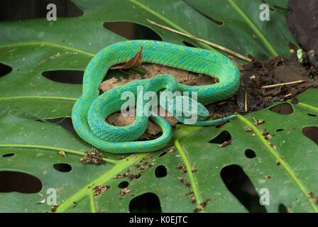 Honduranische Palm Pit Viper Snake, Anolis Marchi, Grün und relativ schlank mit einem Greifschwanz, Honduras und Guatemala, venemous, Spule Stockfoto