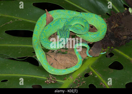 Honduranische Palm Pit Viper Snake, Anolis Marchi, Grün und relativ schlank mit einem Greifschwanz, Honduras und Guatemala, venemous, Spule Stockfoto