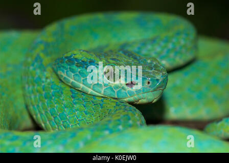 Honduranische Palm Pit Viper Snake, Anolis Marchi, Grün und relativ schlank mit einem Greifschwanz, Honduras und Guatemala, venemous, Port Stockfoto