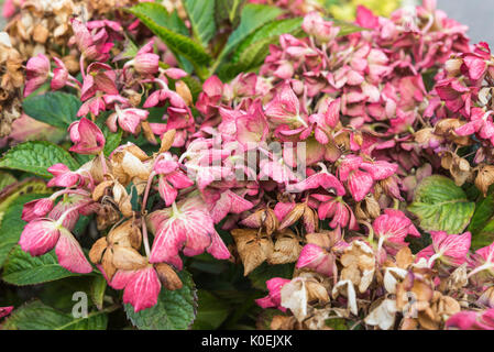 Sterbende Blumen auf einer Hydrangea macrophylla Elma' (Niederländische Damen Serie) Strauch in der Nähe des Ende des Sommers in West Sussex, England, UK. Stockfoto