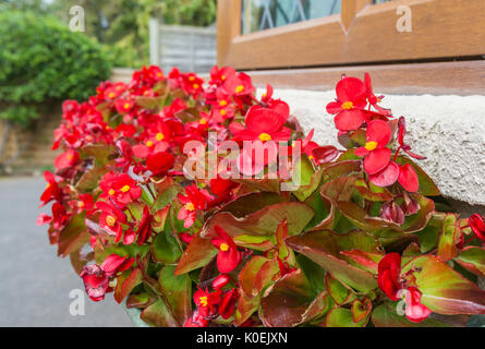 Wachs Begonia Begonia semperflorens) Anlage (Betten Sorte Blüte in einem Blumenkasten Mitte Sommer in West Sussex, England, UK. Rotem Wachs Begonia Anlage. Stockfoto