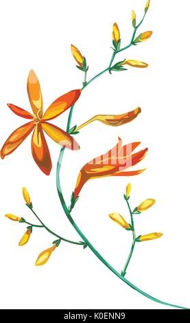 Aquarell schönen blühenden Zweig der orange Blumen Crocosmia. Romantisch und Sommer Einladung Konzept Hintergrund Stock Vektor