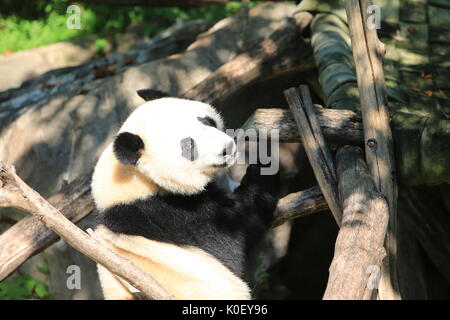 Washington, USA. 22 Aug, 2017. Panda Beibei ist während seiner Geburtstagsfeier am Smithsonian National Zoo in Washington, DC, USA, 22.08.2017, gesehen. Der Zoo am Dienstag hielt eine Feier für Panda Beibei's 2-jährigen Geburtstag, die viele Besucher anzog. Credit: Yang Chenglin/Xinhua/Alamy leben Nachrichten Stockfoto