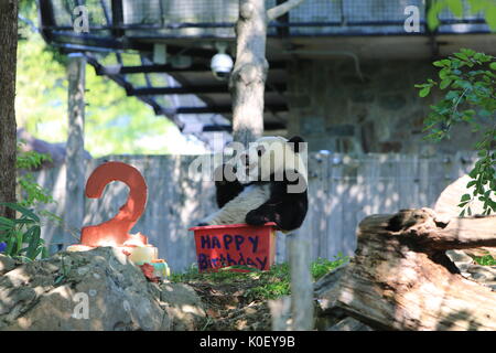 Washington, USA. 22 Aug, 2017. Panda Beibei ist neben seinen Geburtstag Kuchen bei einer Feier an der Smithsonian National Zoo in Washington, DC, USA, 22.08.2017, gesehen. Der Zoo am Dienstag hielt eine Feier für Panda Beibei's 2-jährigen Geburtstag, die viele Besucher anzog. Credit: Yang Chenglin/Xinhua/Alamy leben Nachrichten Stockfoto