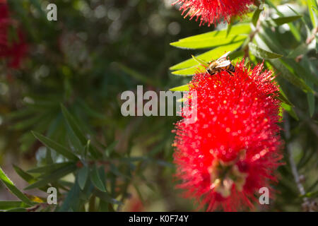 Asuncion, Paraguay. August 2017. Ein warmer, sonniger Tag in Asuncion mit Temperaturen von rund 34 °C, da Honigbienen Nektar aus Trauerblüten (Melaleuca viminalis) sammeln, während sie während der Wintersonne blühen. Anm.: Andre M. Chang/Alamy Live News Stockfoto