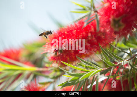Asuncion, Paraguay. August 2017. Ein warmer, sonniger Tag in Asuncion mit Temperaturen von rund 34 °C, da Honigbienen Nektar aus Trauerblüten (Melaleuca viminalis) sammeln, während sie während der Wintersonne blühen. Anm.: Andre M. Chang/Alamy Live News Stockfoto