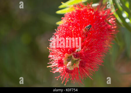 Asuncion, Paraguay. August 2017. Ein warmer, sonniger Tag in Asuncion mit Temperaturen von rund 34 °C, da Honigbienen Nektar aus Trauerblüten (Melaleuca viminalis) sammeln, während sie während der Wintersonne blühen. Anm.: Andre M. Chang/Alamy Live News Stockfoto