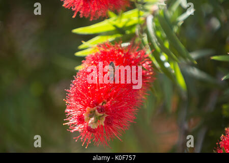 Asuncion, Paraguay. August 2017. Ein warmer, sonniger Tag in Asuncion mit Temperaturen von rund 34 °C, da Honigbienen Nektar aus Trauerblüten (Melaleuca viminalis) sammeln, während sie während der Wintersonne blühen. Anm.: Andre M. Chang/Alamy Live News Stockfoto