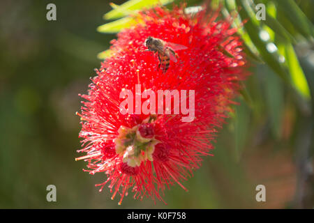 Asuncion, Paraguay. August 2017. Ein warmer, sonniger Tag in Asuncion mit Temperaturen von rund 34 °C, da Honigbienen Nektar aus Trauerblüten (Melaleuca viminalis) sammeln, während sie während der Wintersonne blühen. Anm.: Andre M. Chang/Alamy Live News Stockfoto