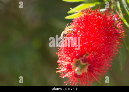 Asuncion, Paraguay. August 2017. Ein warmer, sonniger Tag in Asuncion mit Temperaturen von rund 34 °C, da Honigbienen Nektar aus Trauerblüten (Melaleuca viminalis) sammeln, während sie während der Wintersonne blühen. Anm.: Andre M. Chang/Alamy Live News Stockfoto