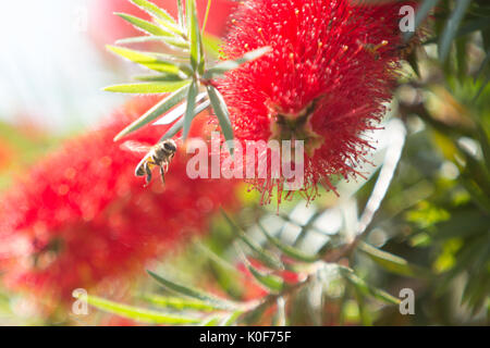 Asuncion, Paraguay. August 2017. Ein warmer, sonniger Tag in Asuncion mit Temperaturen von rund 34 °C, da Honigbienen Nektar aus Trauerblüten (Melaleuca viminalis) sammeln, während sie während der Wintersonne blühen. Anm.: Andre M. Chang/Alamy Live News Stockfoto