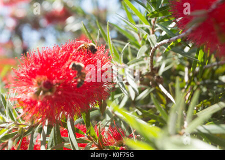 Asuncion, Paraguay. August 2017. Ein warmer, sonniger Tag in Asuncion mit Temperaturen von rund 34 °C, da Honigbienen Nektar aus Trauerblüten (Melaleuca viminalis) sammeln, während sie während der Wintersonne blühen. Anm.: Andre M. Chang/Alamy Live News Stockfoto