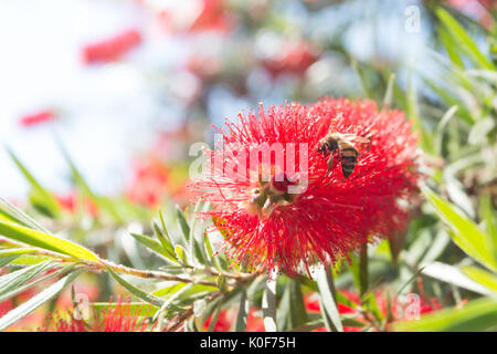 Asuncion, Paraguay. August 2017. Ein warmer, sonniger Tag in Asuncion mit Temperaturen von rund 34 °C, da Honigbienen Nektar aus Trauerblüten (Melaleuca viminalis) sammeln, während sie während der Wintersonne blühen. Anm.: Andre M. Chang/Alamy Live News Stockfoto