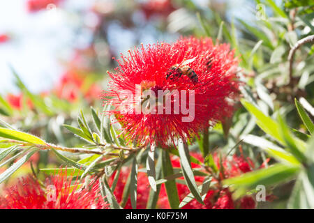Asuncion, Paraguay. August 2017. Ein warmer, sonniger Tag in Asuncion mit Temperaturen von rund 34 °C, da Honigbienen Nektar aus Trauerblüten (Melaleuca viminalis) sammeln, während sie während der Wintersonne blühen. Anm.: Andre M. Chang/Alamy Live News Stockfoto
