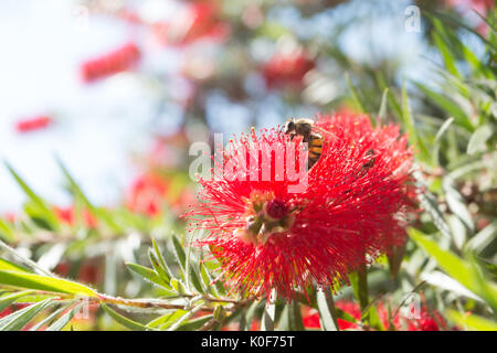 Asuncion, Paraguay. August 2017. Ein warmer, sonniger Tag in Asuncion mit Temperaturen von rund 34 °C, da Honigbienen Nektar aus Trauerblüten (Melaleuca viminalis) sammeln, während sie während der Wintersonne blühen. Anm.: Andre M. Chang/Alamy Live News Stockfoto