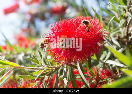 Asuncion, Paraguay. August 2017. Ein warmer, sonniger Tag in Asuncion mit Temperaturen von rund 34 °C, da Honigbienen Nektar aus Trauerblüten (Melaleuca viminalis) sammeln, während sie während der Wintersonne blühen. Anm.: Andre M. Chang/Alamy Live News Stockfoto