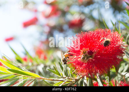 Asuncion, Paraguay. August 2017. Ein warmer, sonniger Tag in Asuncion mit Temperaturen von rund 34 °C, da Honigbienen Nektar aus Trauerblüten (Melaleuca viminalis) sammeln, während sie während der Wintersonne blühen. Anm.: Andre M. Chang/Alamy Live News Stockfoto