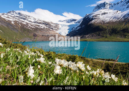 Engabreen Gletscher Svartisen Arm der Eiskappe über Svartisvatnet See mit Berg Avens Dryas octopetala Blumen im Sommer gesehen. Norwegen Stockfoto