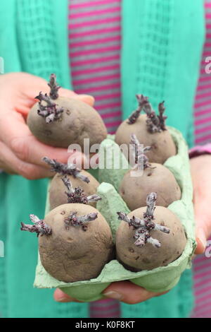 Solanum tubersosum. Chitted Pflanzkartoffeln 'Red Duke of York" Bereit für die Bepflanzung im Frühjahr. Großbritannien Stockfoto