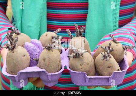 Solanum tubersosum. Chitted Pflanzkartoffeln 'Red Duke of York" Bereit für die Bepflanzung im Frühjahr. Großbritannien Stockfoto