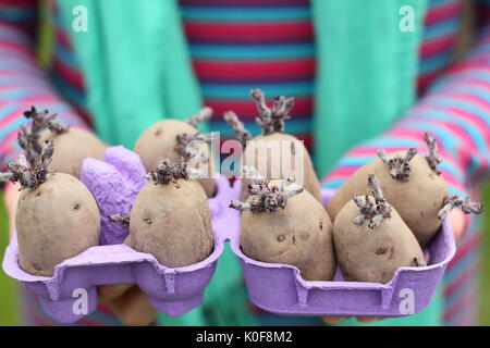 Solanum tubersosum. Chitted Pflanzkartoffeln 'Red Duke of York" Bereit für die Bepflanzung im Frühjahr. Großbritannien Stockfoto