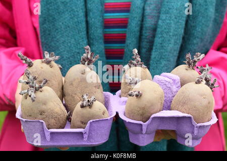 Solanum tubersosum. Chitted Pflanzkartoffeln 'Red Duke of York" Bereit für die Bepflanzung im Frühjahr. Großbritannien Stockfoto