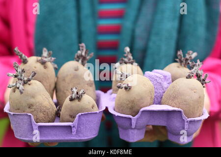 Solanum tubersosum. Chitted Pflanzkartoffeln 'Red Duke of York" Bereit für die Bepflanzung im Frühjahr. Großbritannien Stockfoto