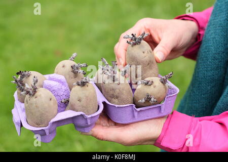 Solanum tubersosum. Chitted Pflanzkartoffeln 'Red Duke of York" Bereit für die Bepflanzung im Frühjahr. Großbritannien Stockfoto