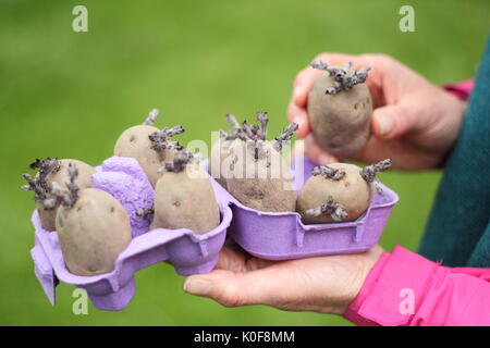 Solanum tubersosum. Chitted Pflanzkartoffeln 'Red Duke of York" Bereit für die Bepflanzung im Frühjahr. Großbritannien Stockfoto