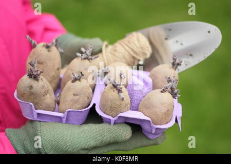 Solanum tubersosum. Chitted Pflanzkartoffeln 'Red Duke of York" Bereit für die Bepflanzung im Frühjahr. Großbritannien Stockfoto