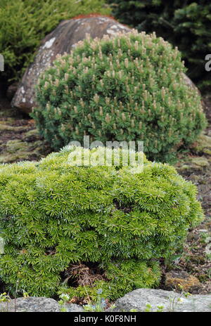 Zwerg Mountain Pine (Pinus Mugo) Var. Bin inikin', eine evergren buschiger Strauch, UK Garten Stockfoto