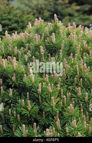 Zwerg Mountain Pine (Pinus Mugo) Var. 'Piggelmee', eine Kugel geformt Zwerg Kiefer, in einer britischen Garten Stockfoto