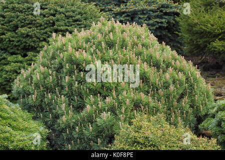 Zwerg Mountain Pine (Pinus Mugo) Var. 'Piggelmee', eine Kugel geformt Zwerg Kiefer, in einer britischen Garten Stockfoto