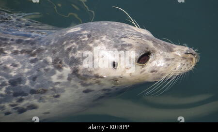 Seehunde (Phoca vitulina) im Pazifischen Ozean, Fishermans Wharf, Victoria, Kanada. Stockfoto